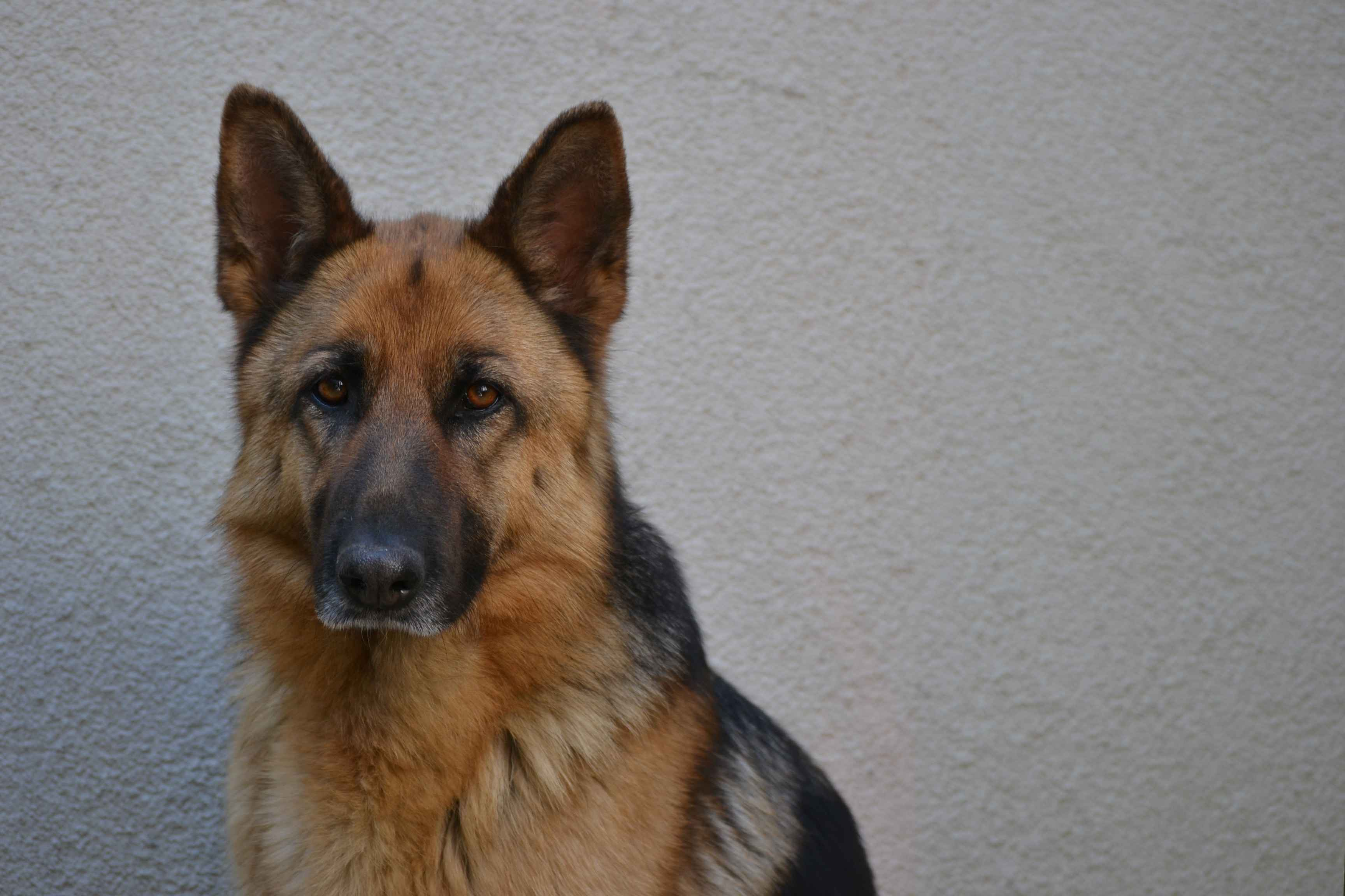 What is the best way to prevent aggression towards other animals in a German shepherd?